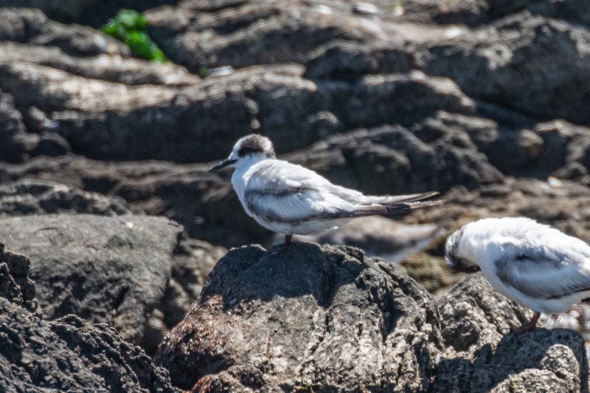 Antarctic Tern (Antarctic) - ML645166359