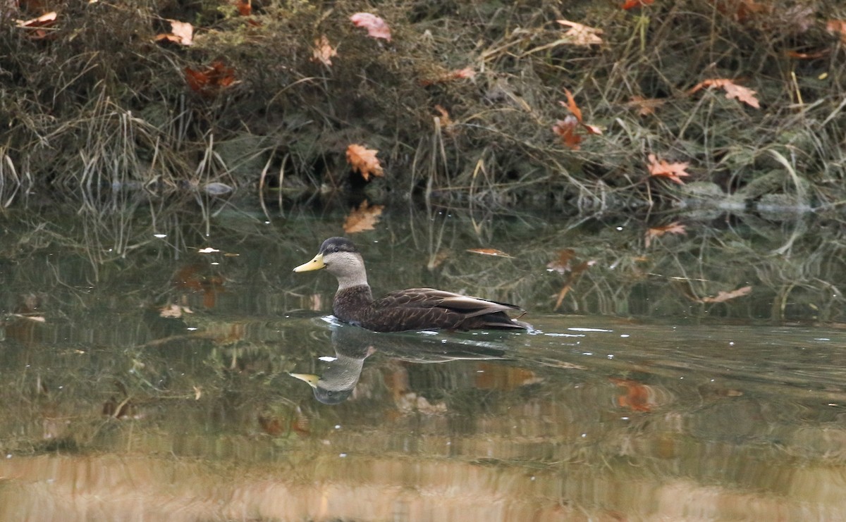 American Black Duck - ML645166382