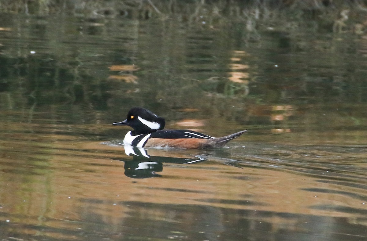 Smergo dal cappuccio - ML645166383