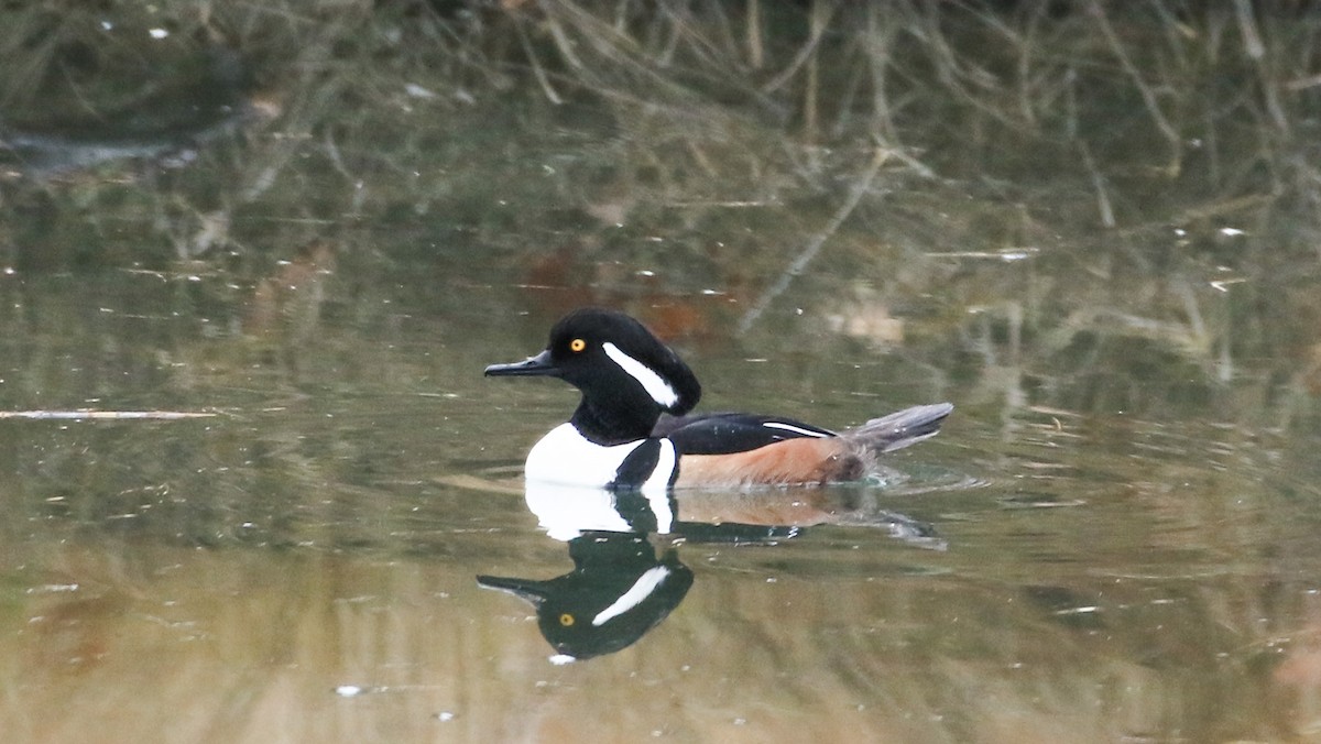 Smergo dal cappuccio - ML645166384