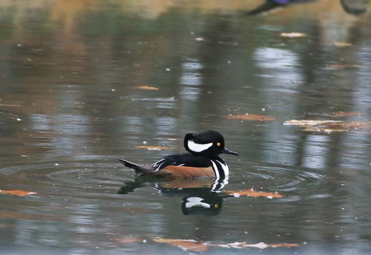 Smergo dal cappuccio - ML645166385