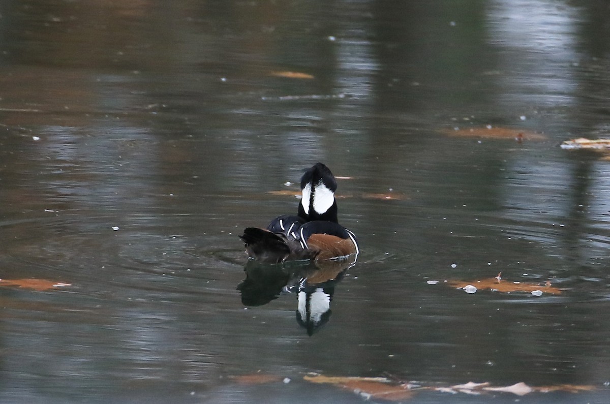 Smergo dal cappuccio - ML645166387