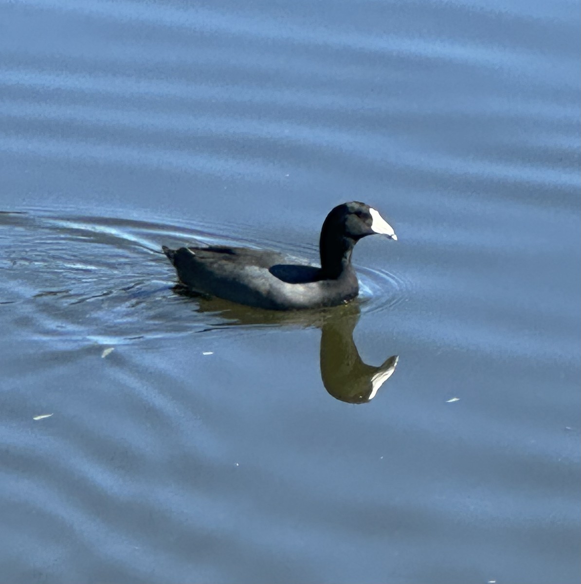 American Coot - ML645166388