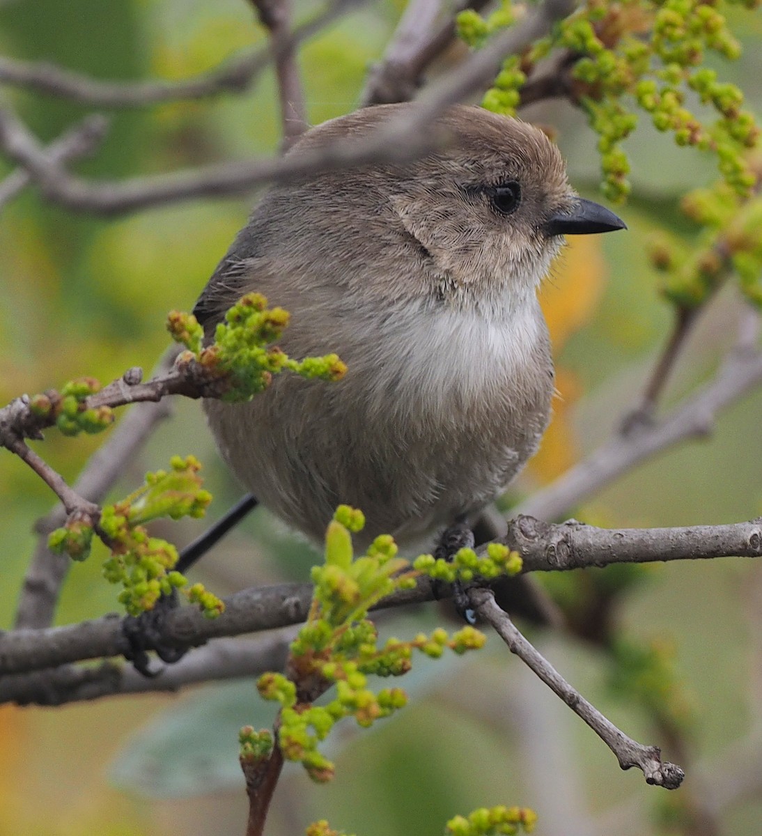 Bushtit - ML645166389