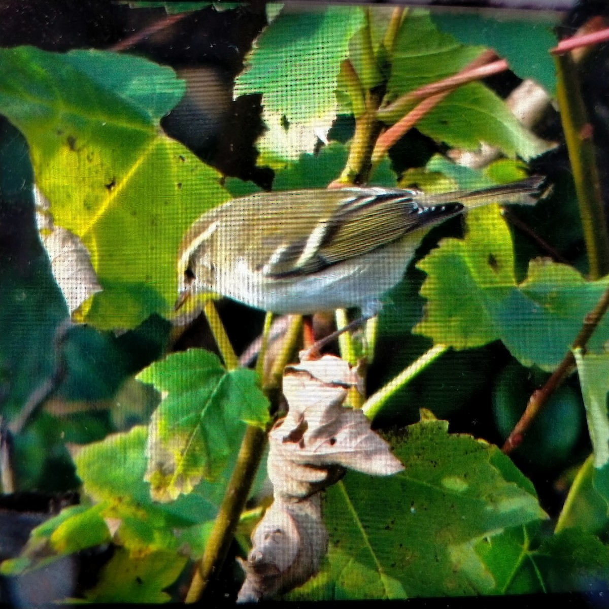 Yellow-browed Warbler - ML645166393