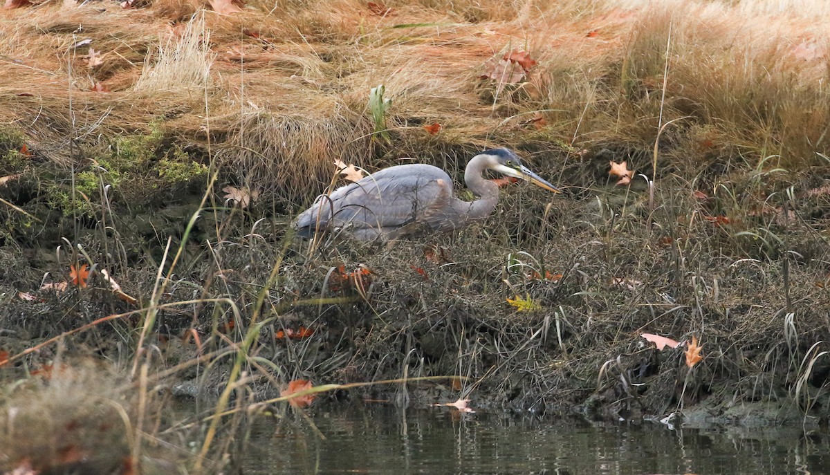 Great Blue Heron - ML645166394