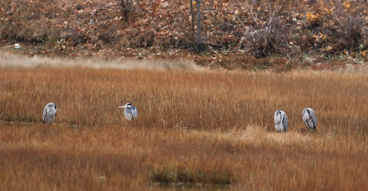 Great Blue Heron - ML645166397