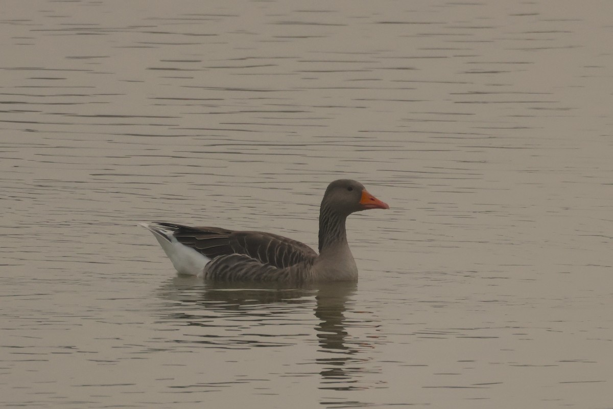 Graylag Goose - ML645166398