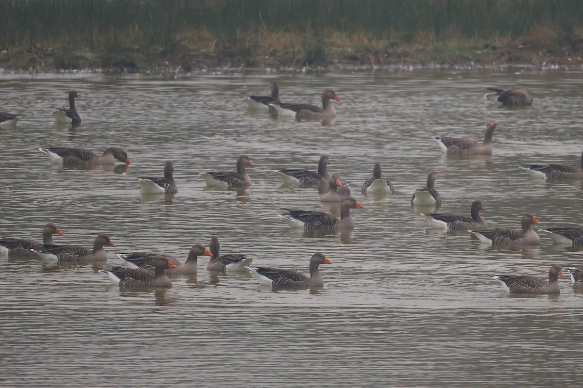 Graylag Goose - ML645166400