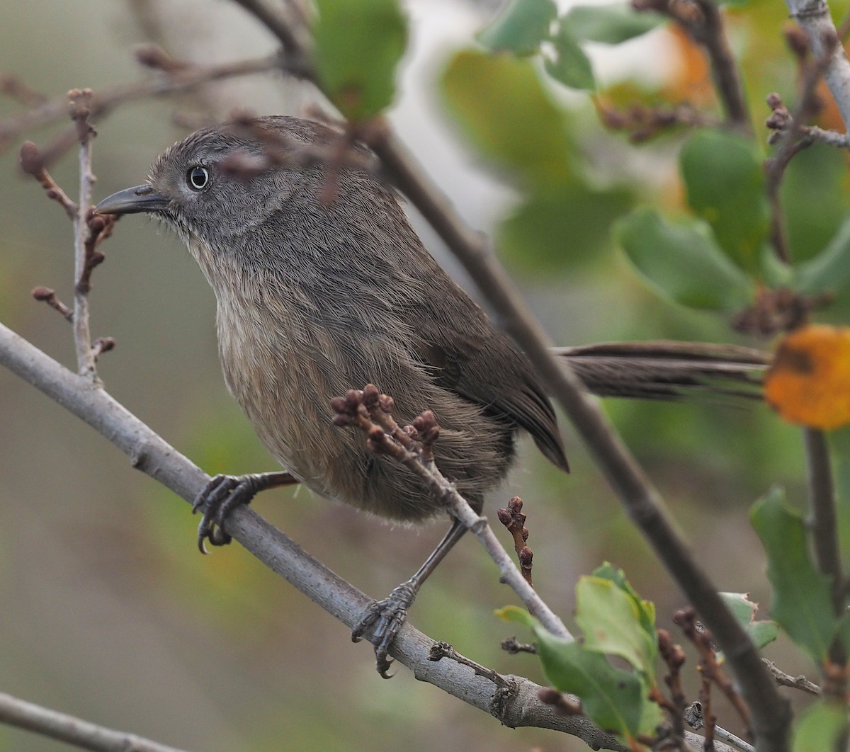 Wrentit - ML645166403