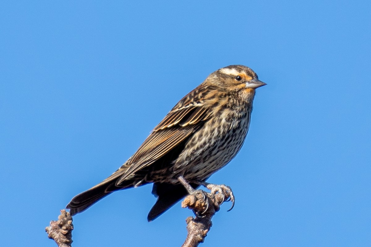 Red-winged Blackbird - ML645166411