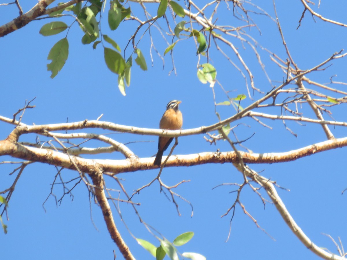 Cinnamon-breasted Bunting - ML645166440