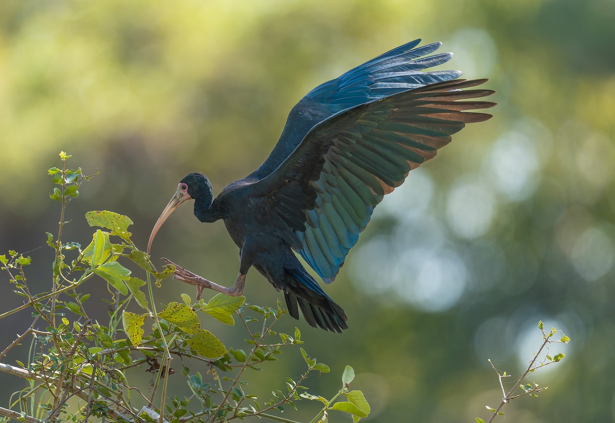 Bare-faced Ibis - ML645166443