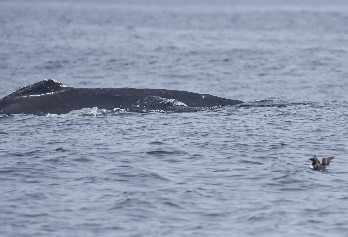 Common Murre - ML645166483