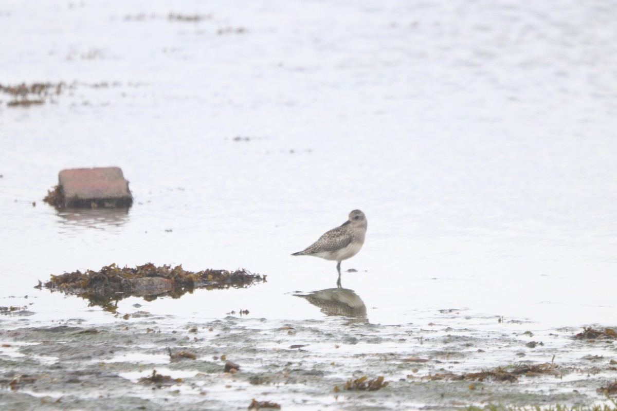 灰斑鴴 - ML645166486