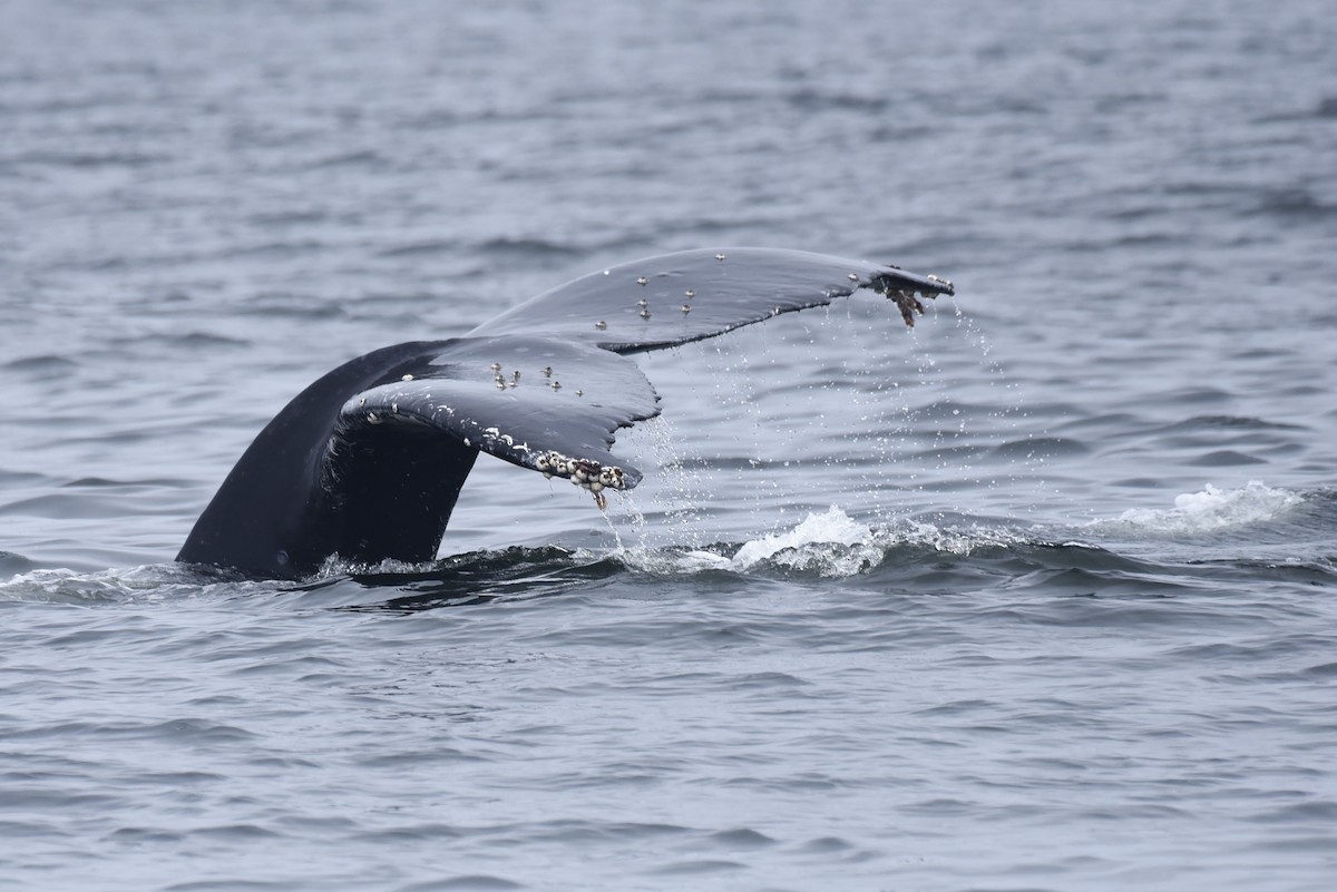 Humpback Whale - ML645166489
