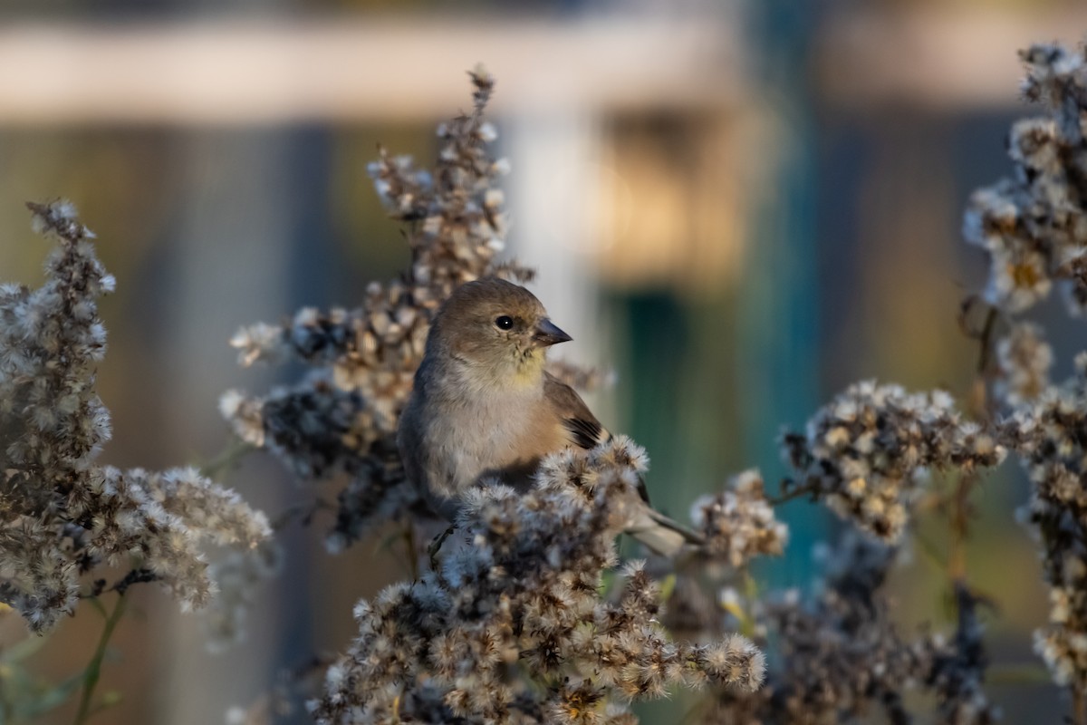 American Goldfinch - ML645166494