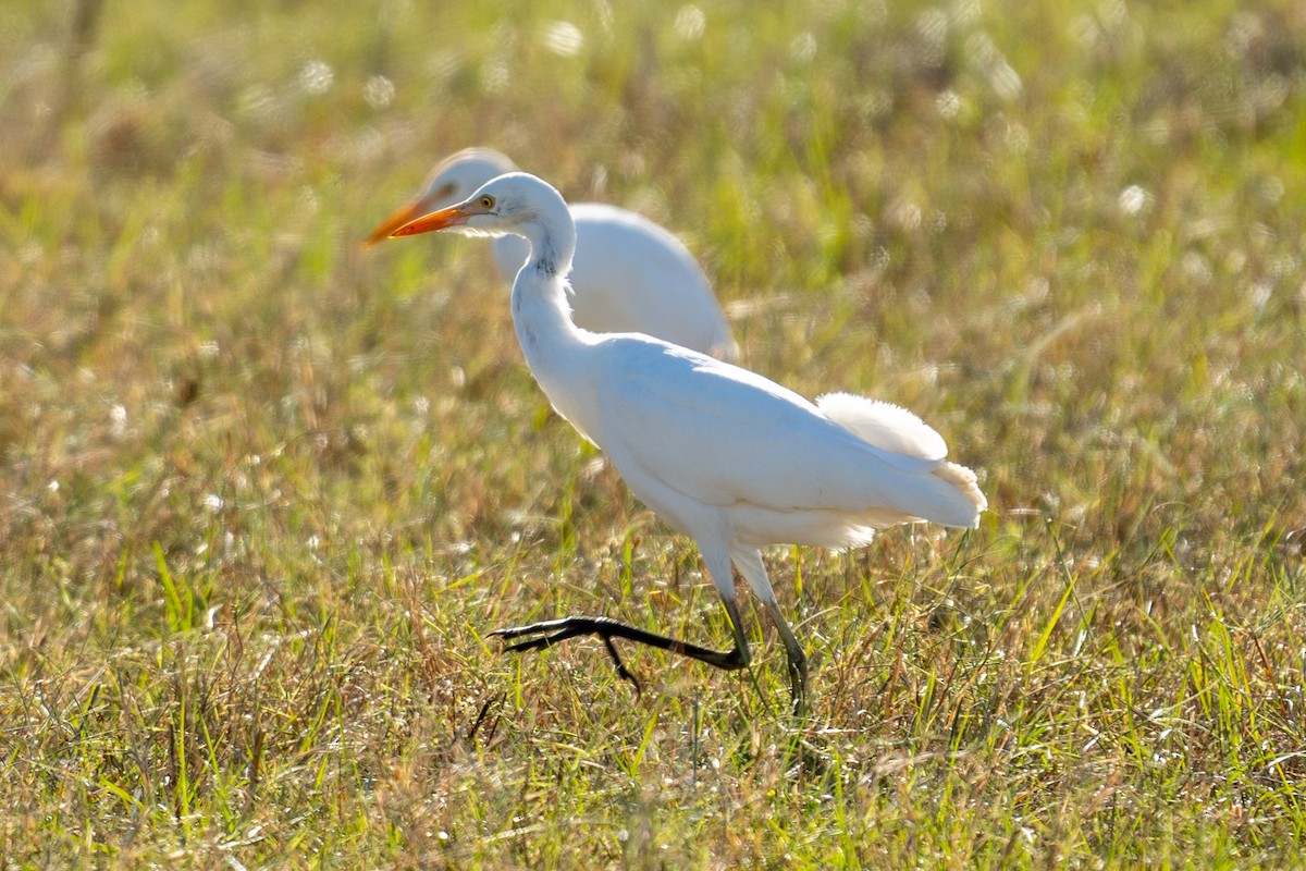 Western Cattle-Egret - ML645166497