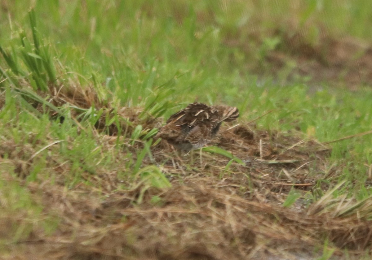 田鷸 - ML645166508