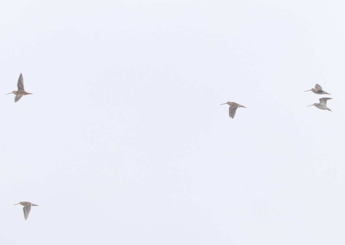 田鷸 - ML645166509