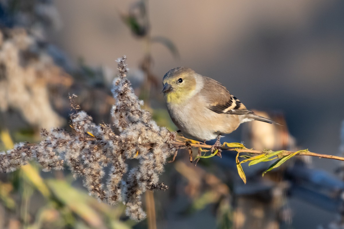 American Goldfinch - ML645166526