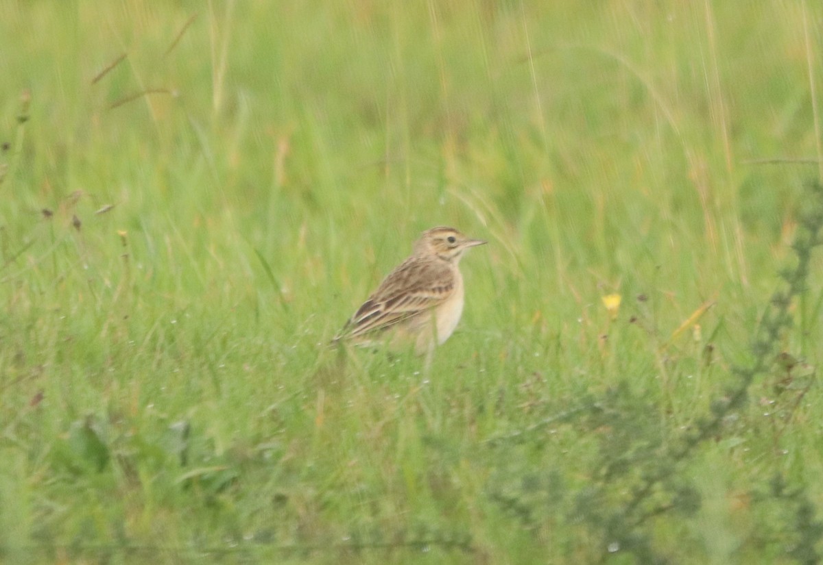 Richard's Pipit - ML645166529