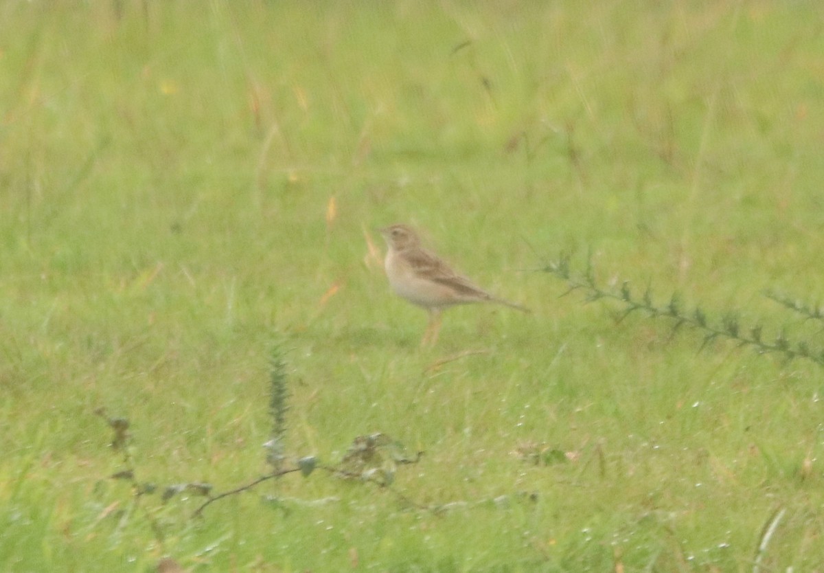 Richard's Pipit - ML645166530