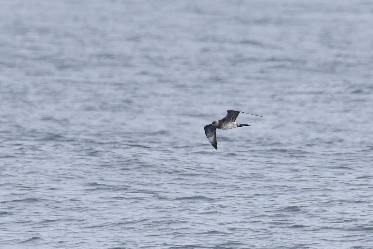 Parasitic Jaeger - ML645166532