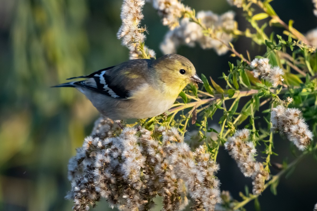 American Goldfinch - ML645166533