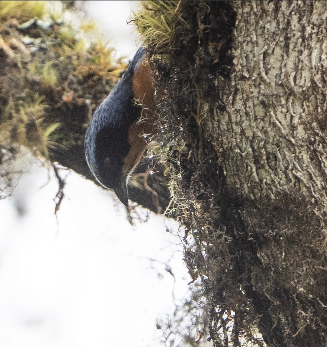 Chestnut-bellied Mountain Tanager - ML645166540
