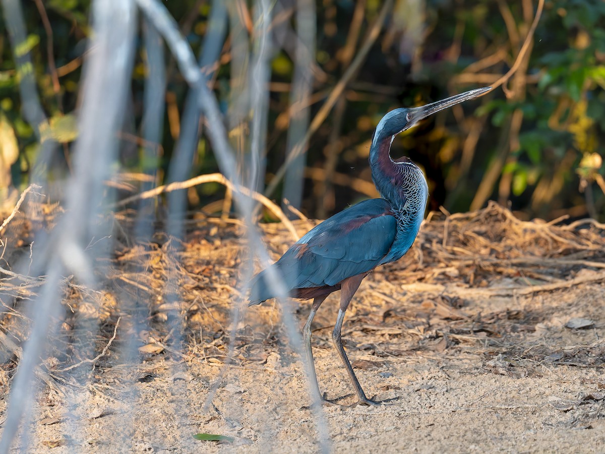 Agami Balıkçılı - ML645166548