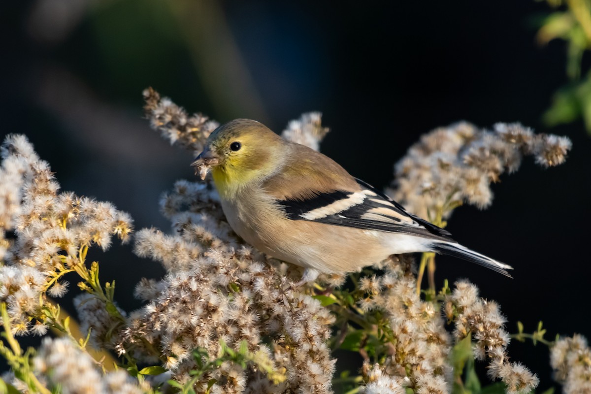 American Goldfinch - ML645166551