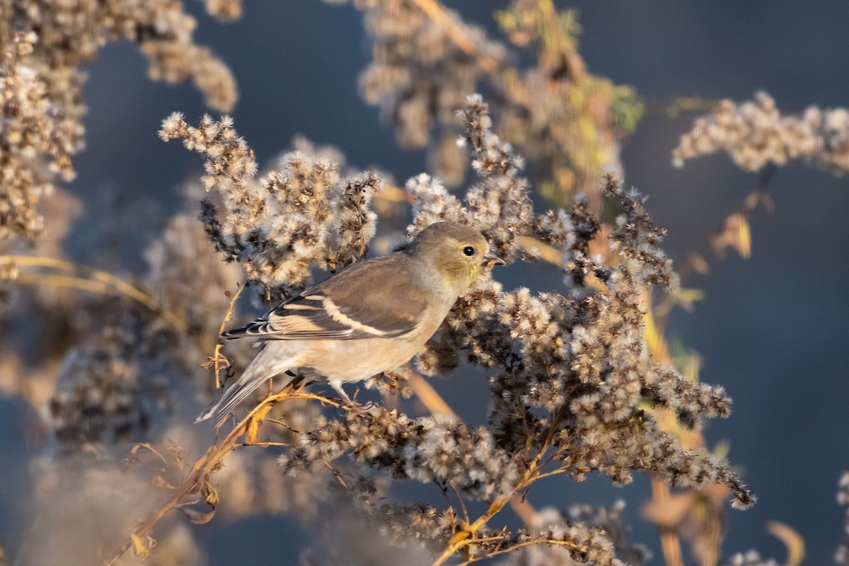 American Goldfinch - ML645166555
