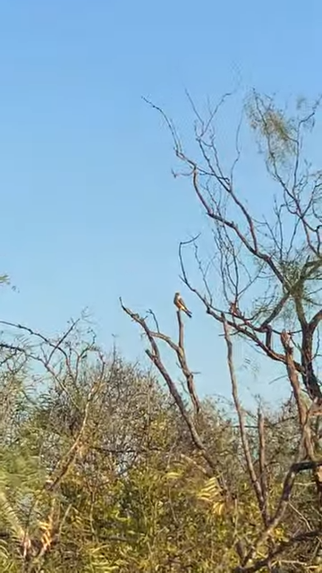 American Kestrel - ML645166556