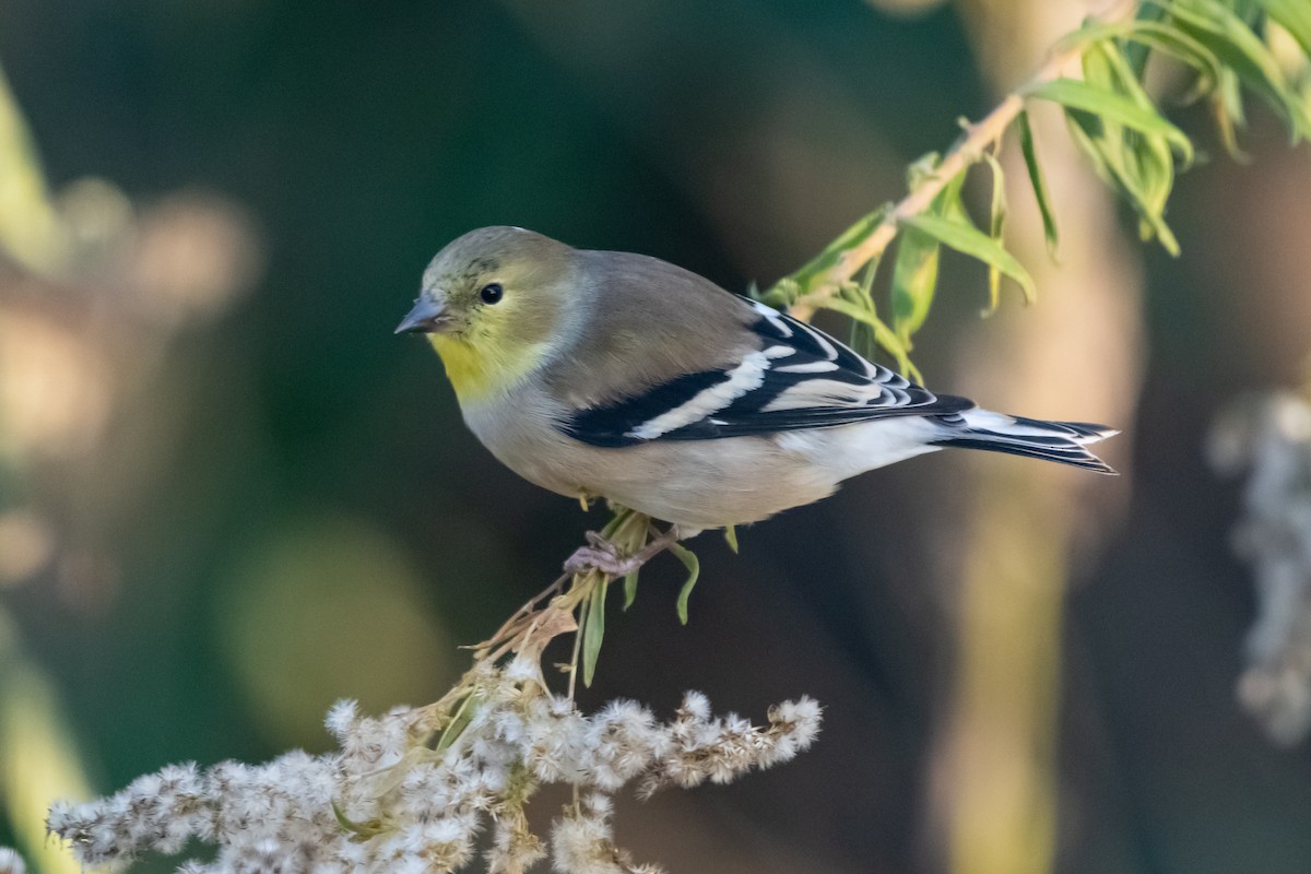 American Goldfinch - ML645166570
