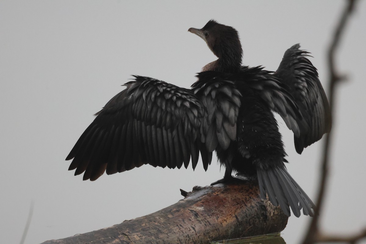 Pygmy Cormorant - ML645166596