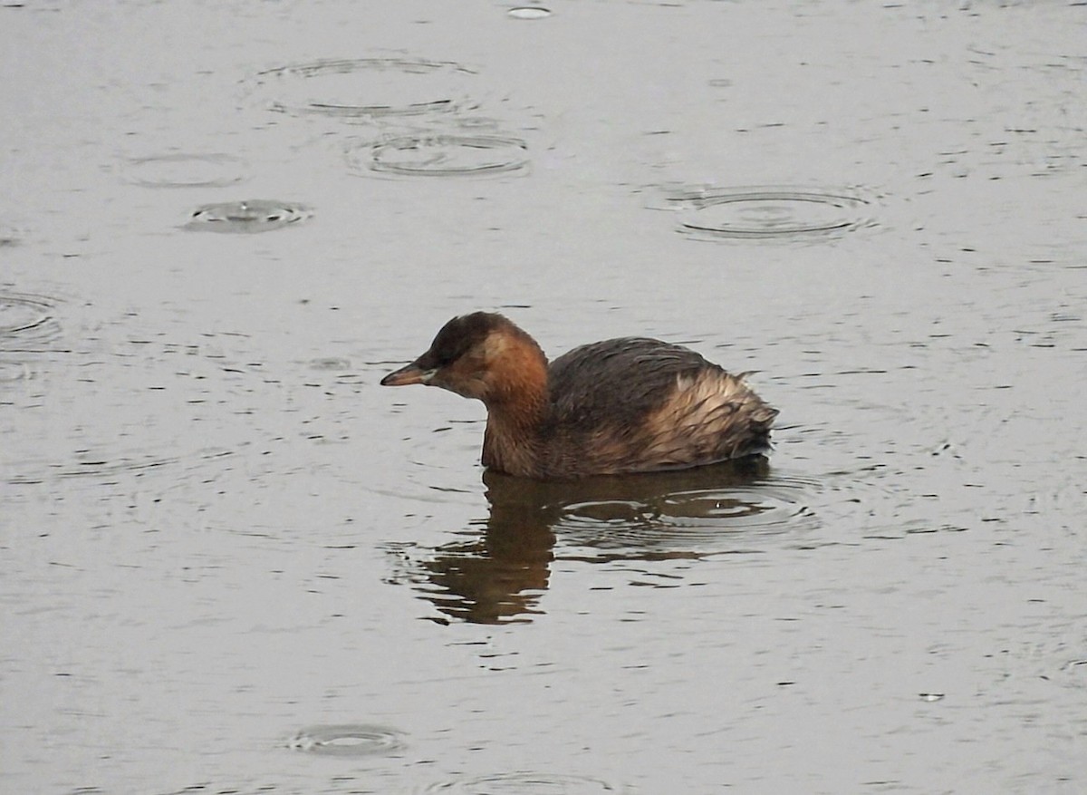 Little Grebe - ML645166599