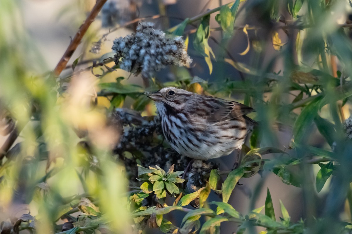 Song Sparrow - ML645166603