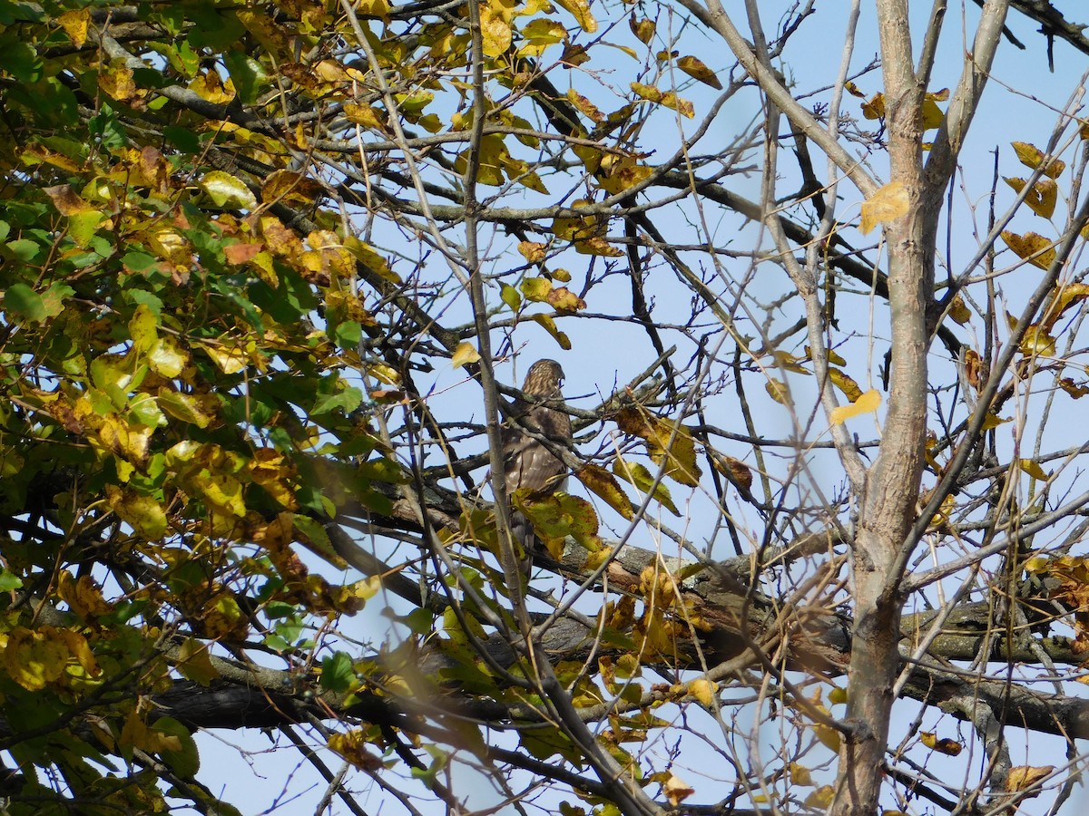 Cooper's Hawk - ML645166614