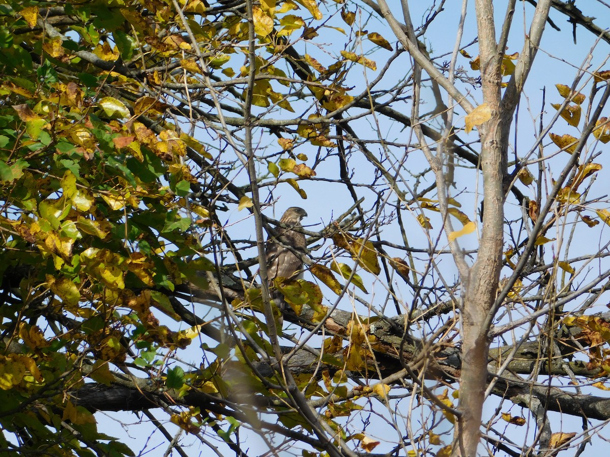 Cooper's Hawk - ML645166615