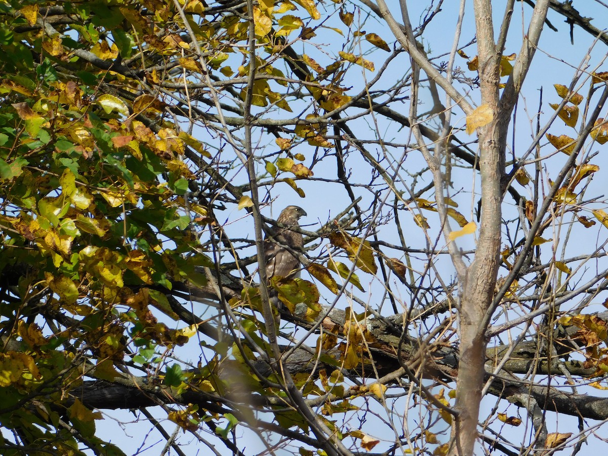 Cooper's Hawk - ML645166616