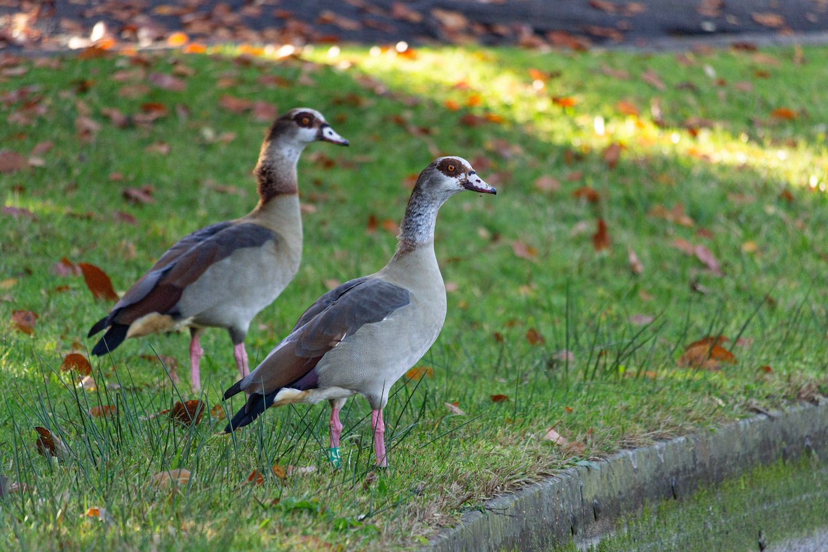Egyptian Goose - ML645166623