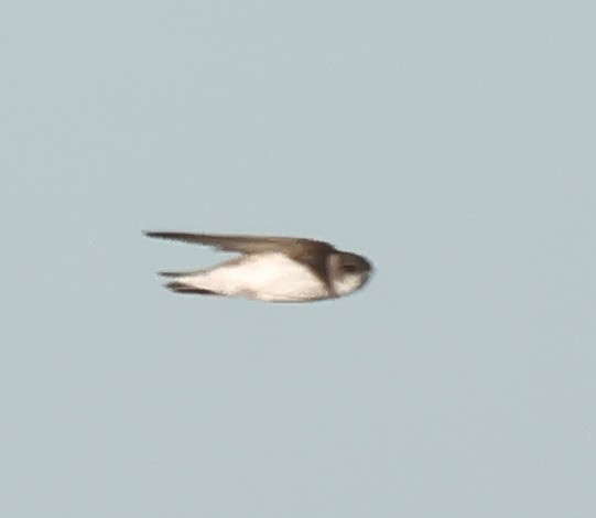 Bank Swallow - ML645166626