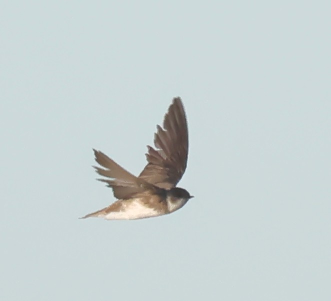 Bank Swallow - ML645166627