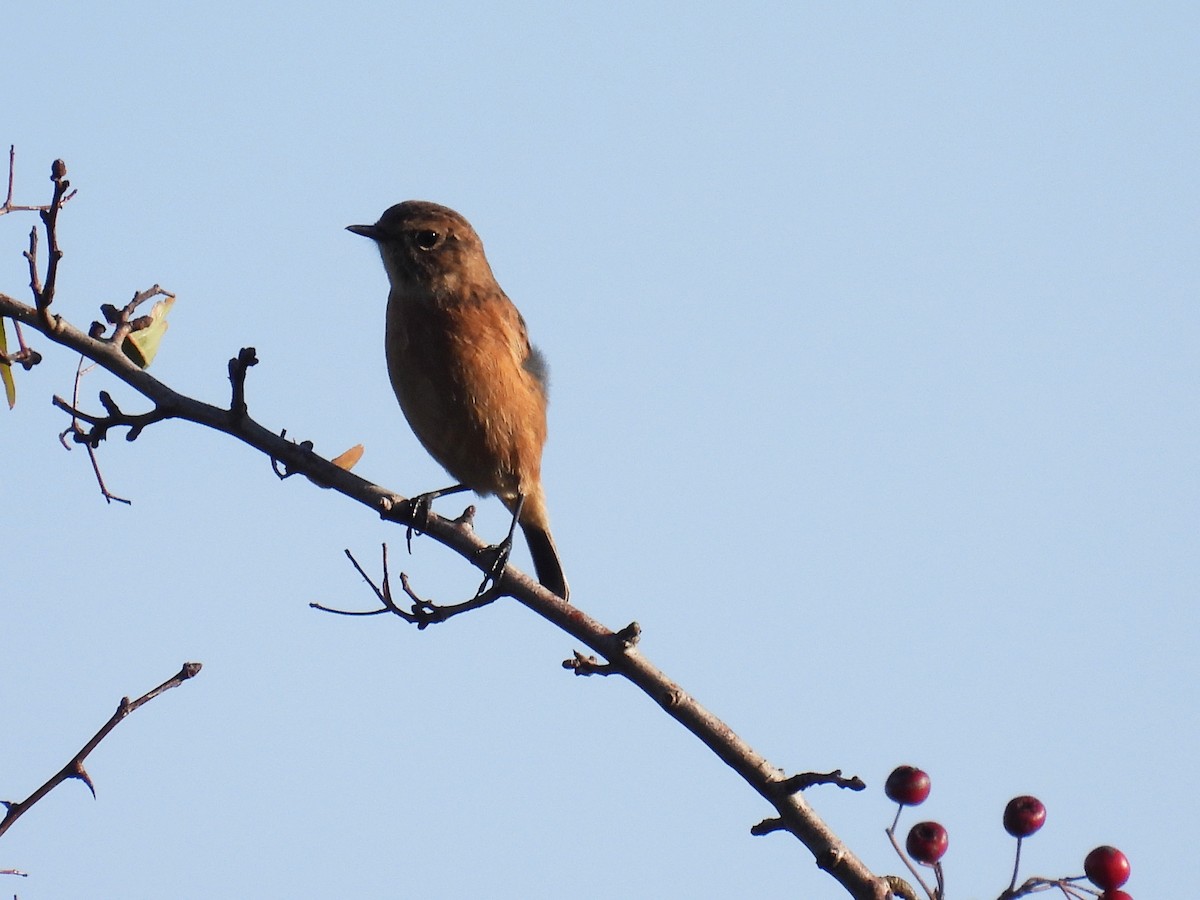 Трав'янка чорноголова - ML645166628