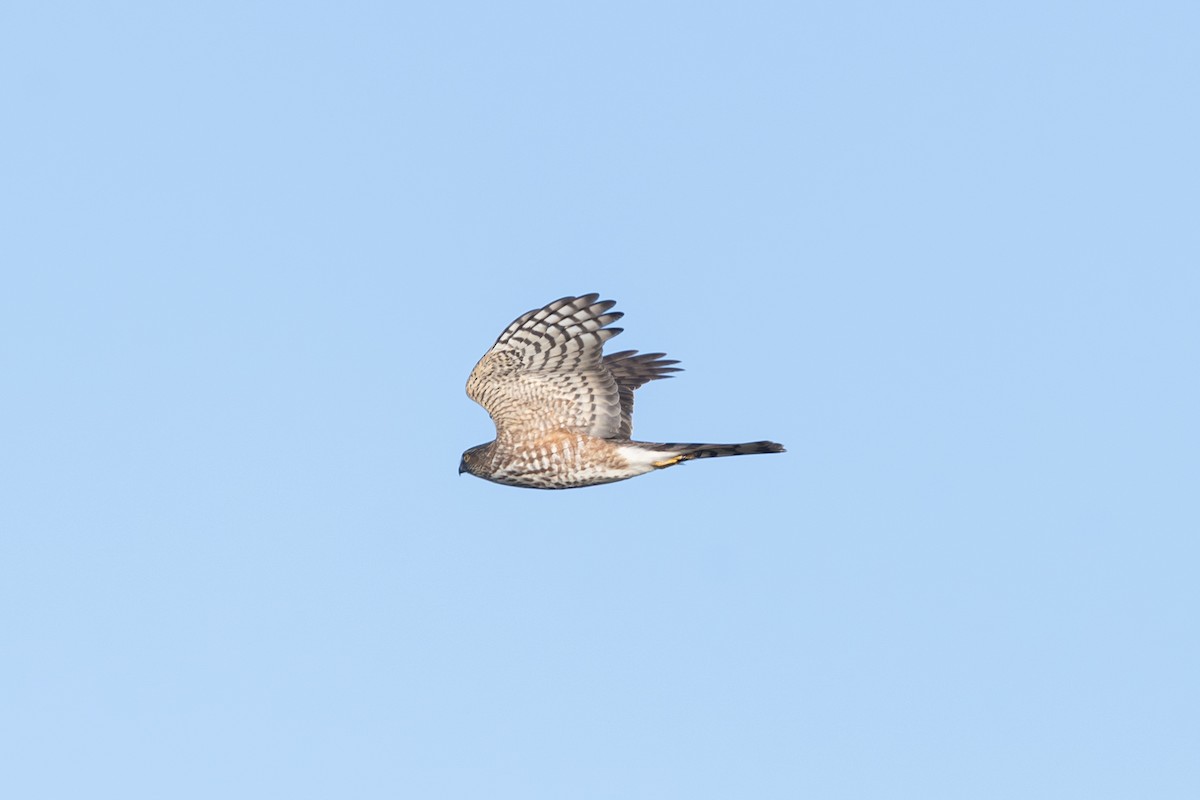 krahujec americký - ML645166631