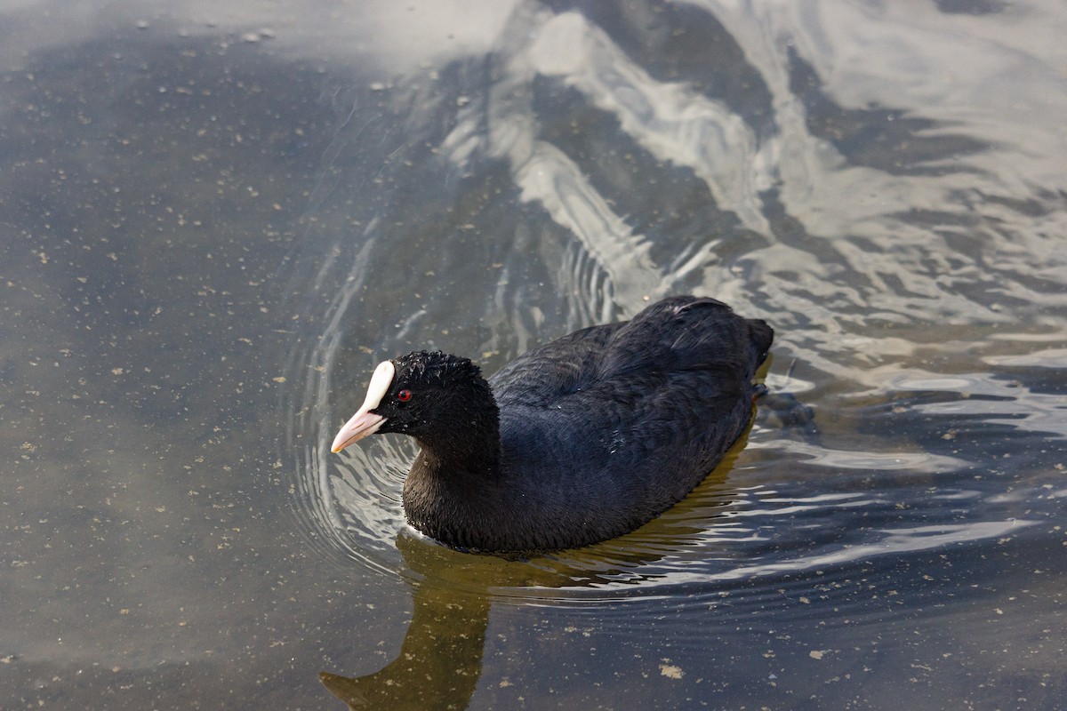 Eurasian Coot - ML645166640