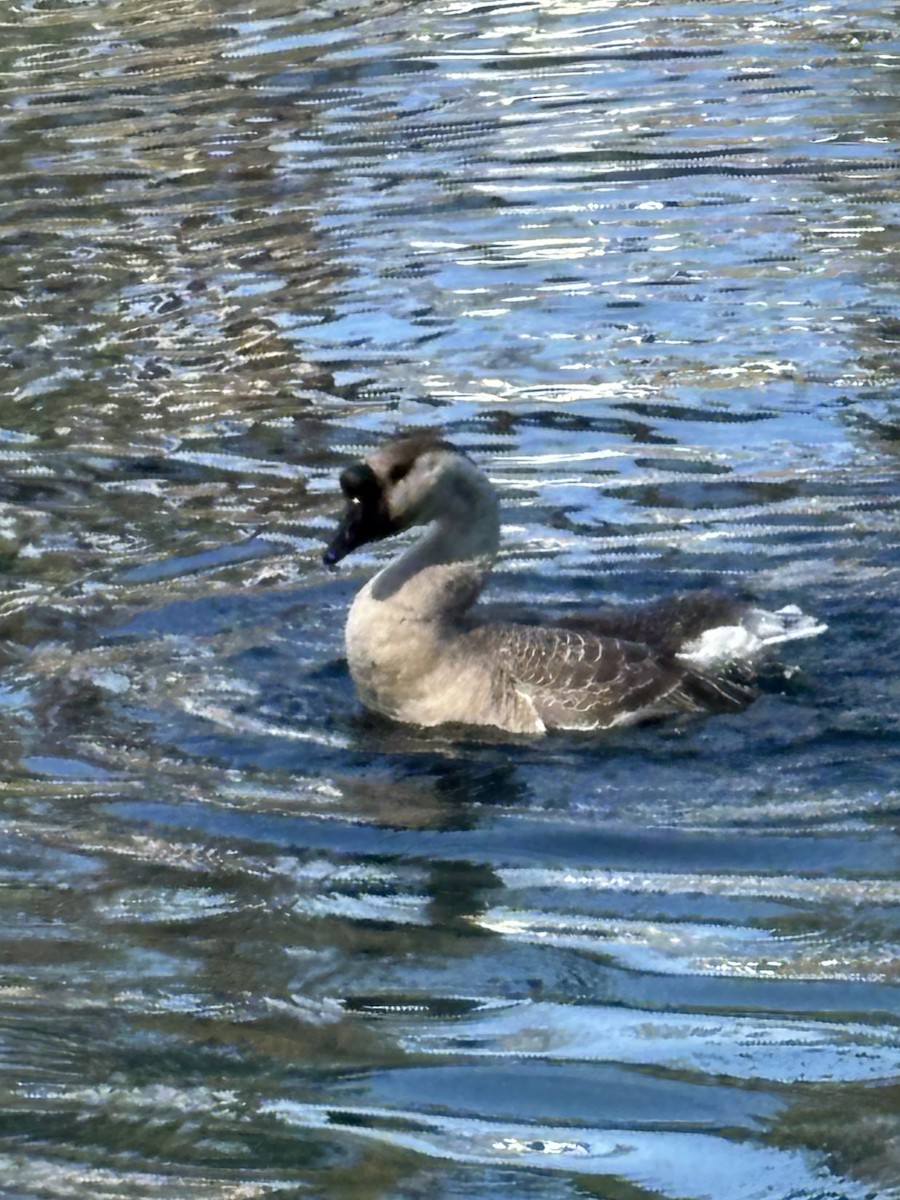 Гуска китайська (свійська) - ML645166654