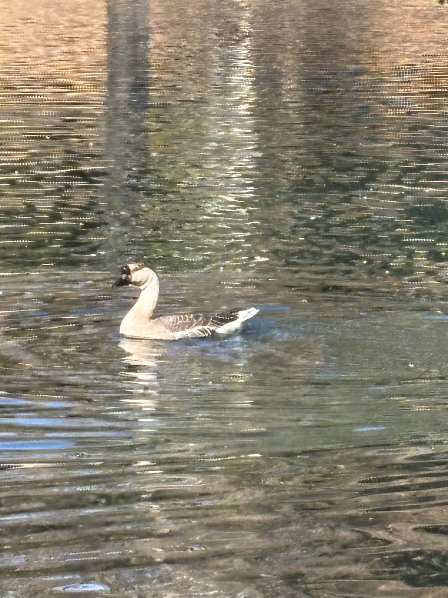 Гуска китайська (свійська) - ML645166655