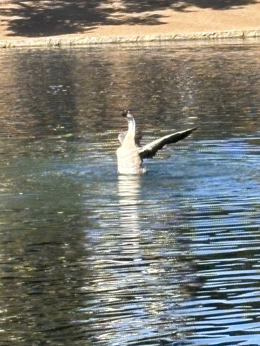 Гуска китайська (свійська) - ML645166656